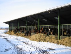 kapschuur in de winter